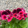 Pelargonium Don Diego - Muscate englezesti