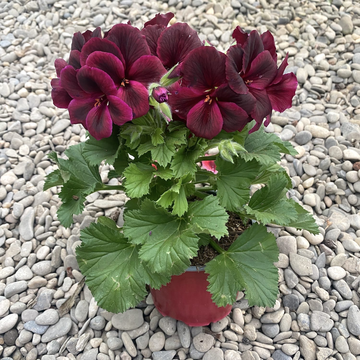 Pelargonium Don Franco - Muscate englezesti