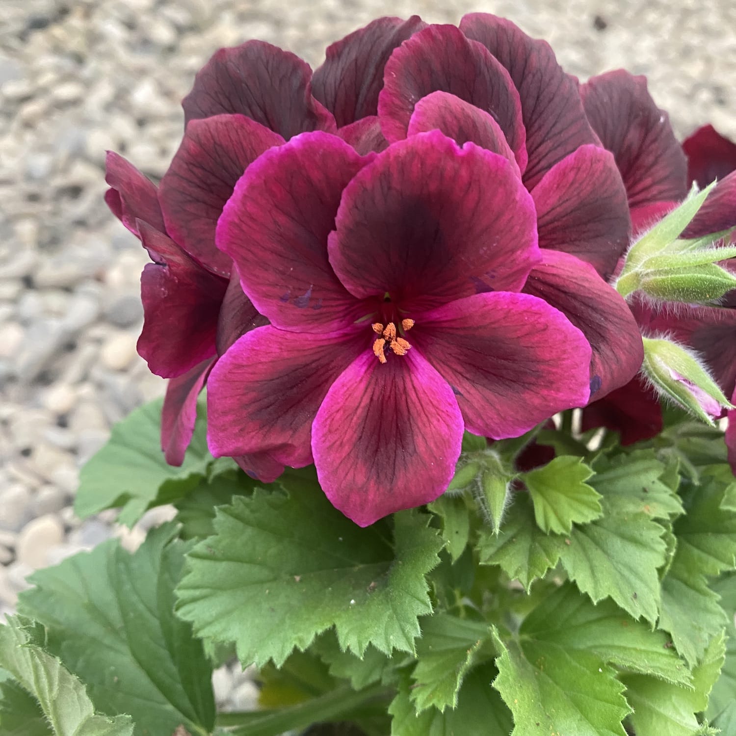 Pelargonium Don Franco - Muscate englezesti