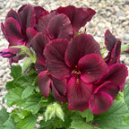Pelargonium Don Franco - Muscate englezesti