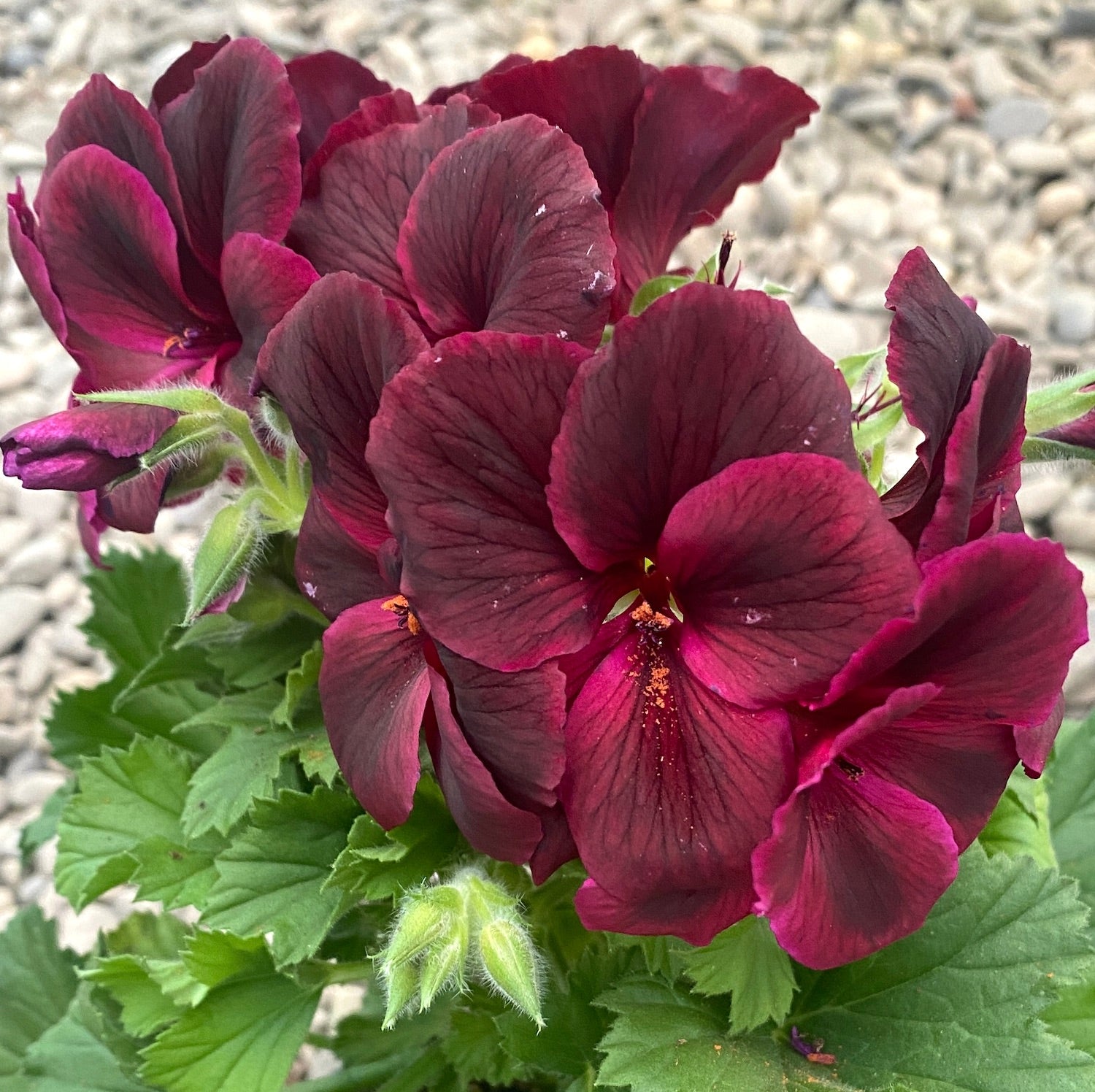 Pelargonium Don Franco - Muscate englezesti