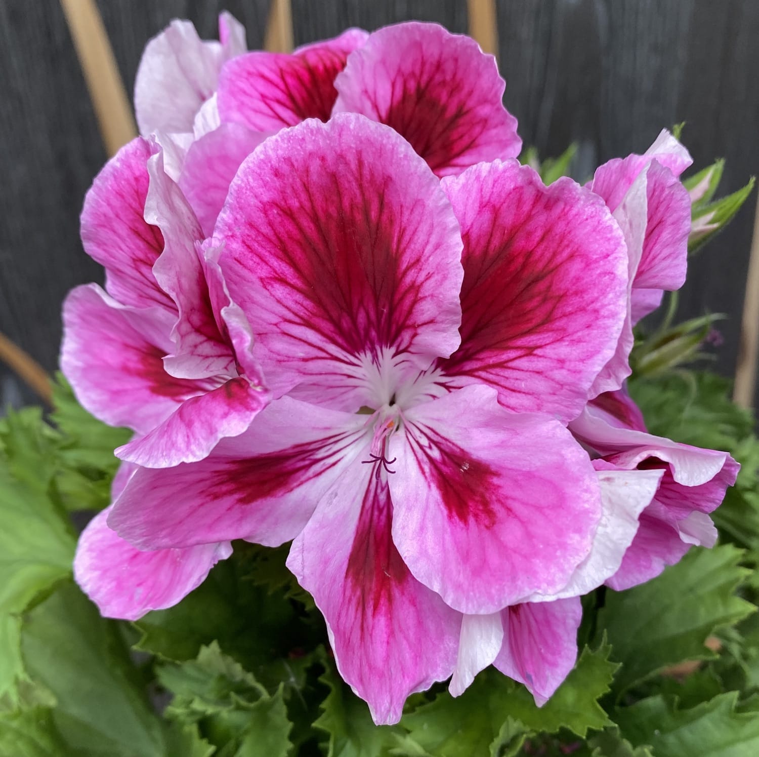 Pelargonium Grandiflorum Elegance Loes - muscate englezesti