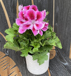 Pelargonium Grandiflorum Elegance Loes - muscate englezesti