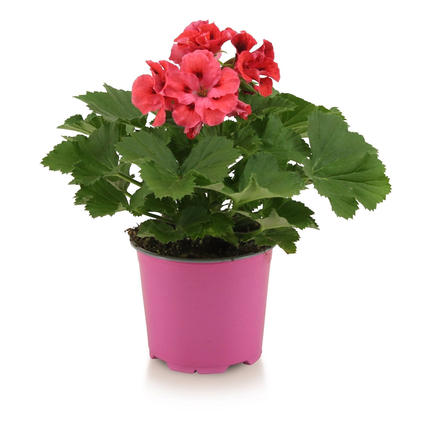 Pelargonium Grandiflorum 'Femke' (muscate englezesti)
