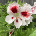Pelargonium Grandiflorum Mona Lisa - Englische Geranien