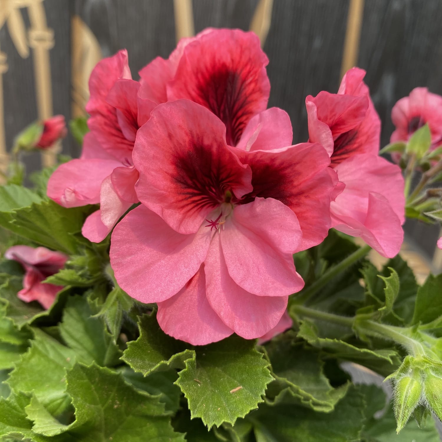 Pelargonium Grandiflorum Regalia Pink - muscate englezesti