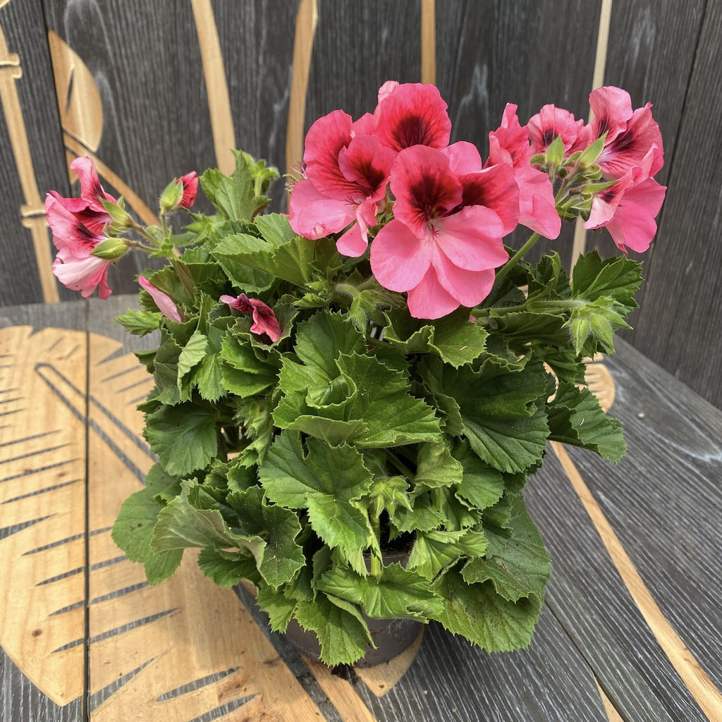 Pelargonium Grandiflorum Regalia Pink - engelska pelargoner