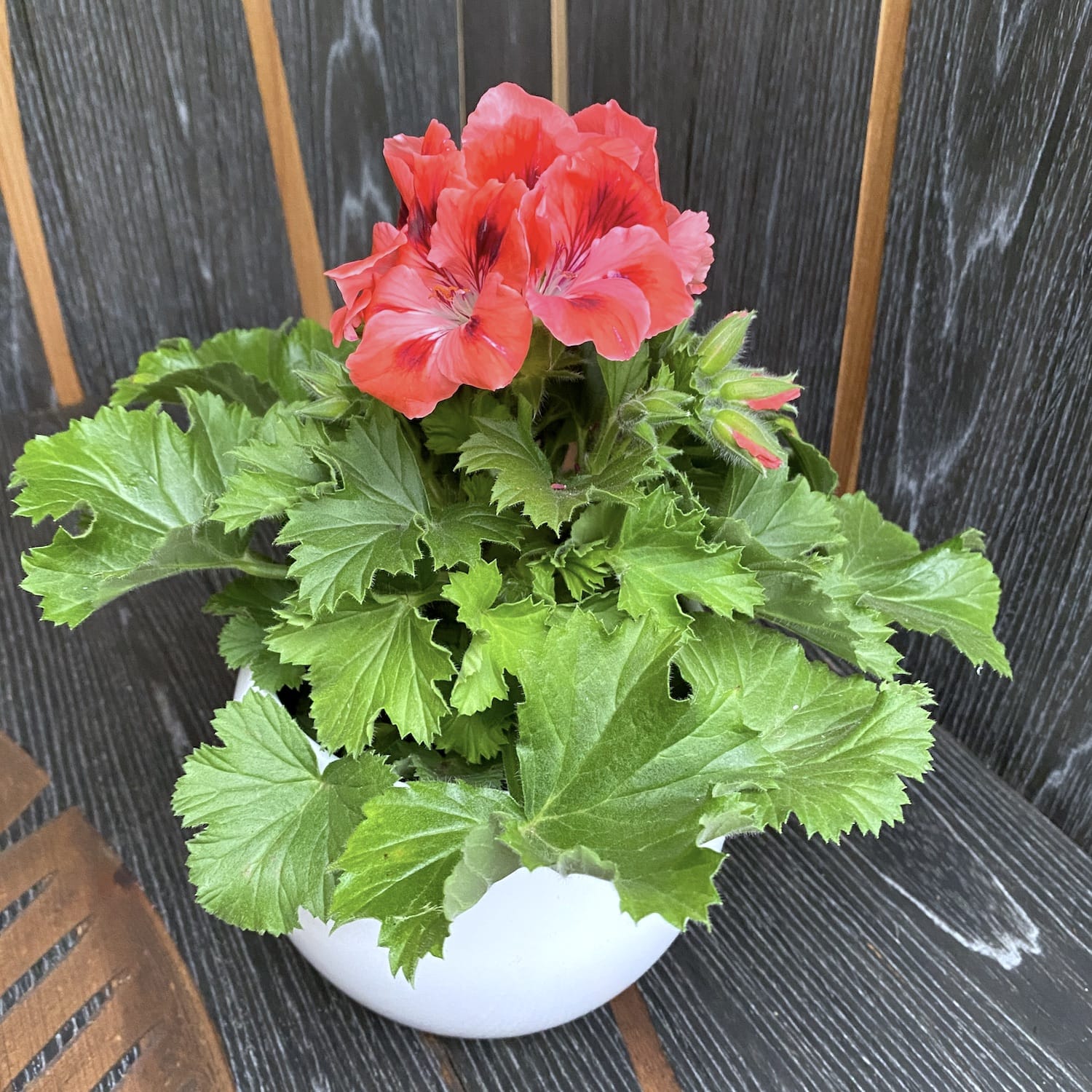 Pelargonium Grandiflorum 'Femke' (muscate englezesti)
