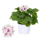 Pelargonium Grandiflorum 'Royalty White' (engelska pelargoner)