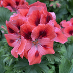 Pelargonium Grandiflorum 'Femke' (muscate englezesti)