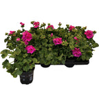 Muscate - Pelargonium (Pelt. X Zon. Grp) Calliope Lavender Splash