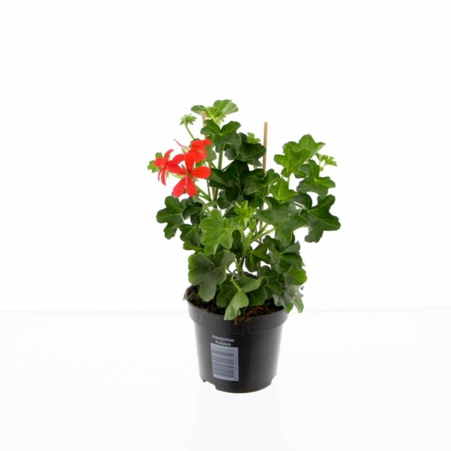 Pelargonium (Peltatum Grp) 'Balkon Red' - muscate curgatoare tiroleze rosii