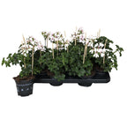 Pelargonium (Peltatum Grp) 'Balkon White' - muscate curgatoare tiroleze albe