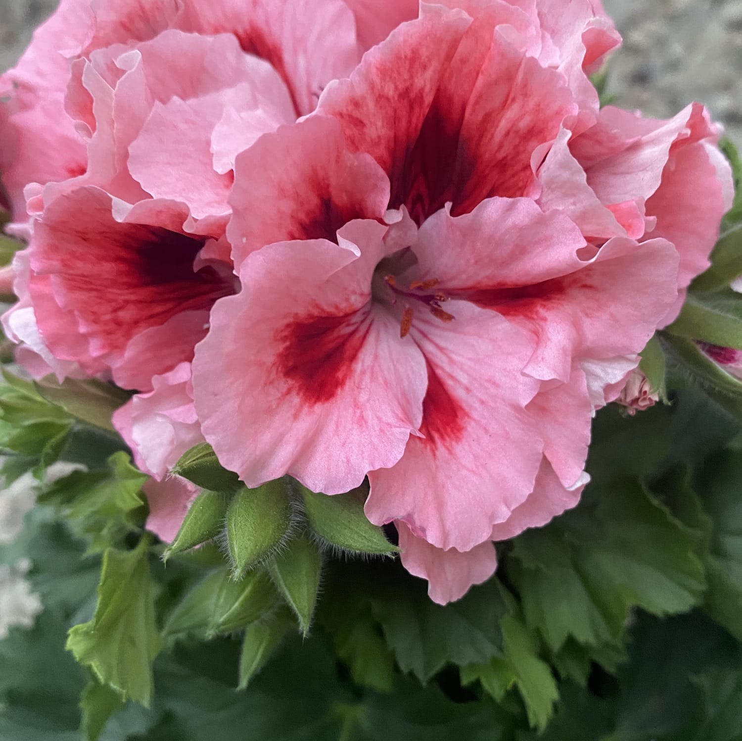 Pelargonium Grandiflorum Don Piero - muscate englezesti