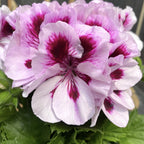 Pelargonium grandiflorum Patricia (muscate englezesti)