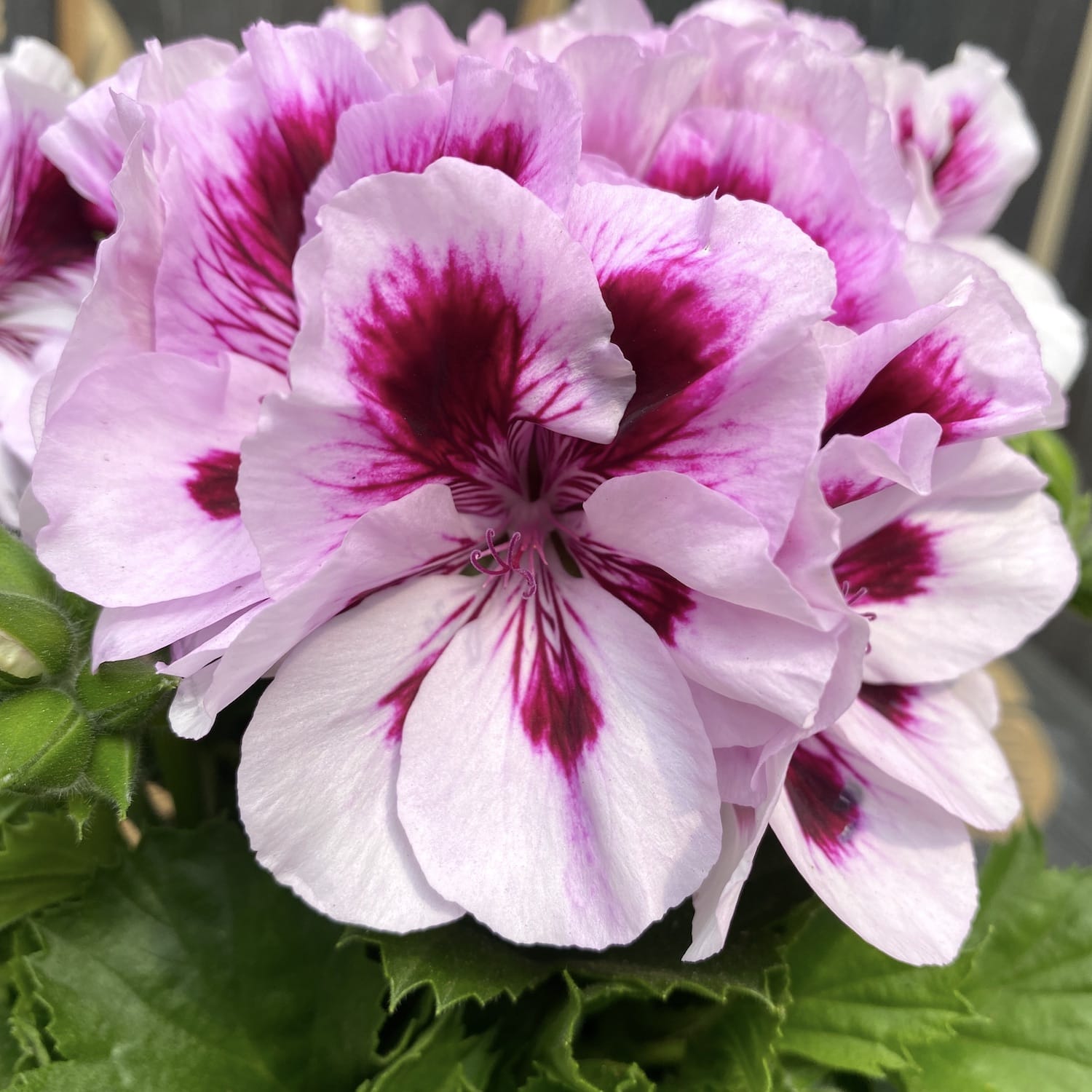 Pelargonium grandiflorum Patricia (muscate englezesti)