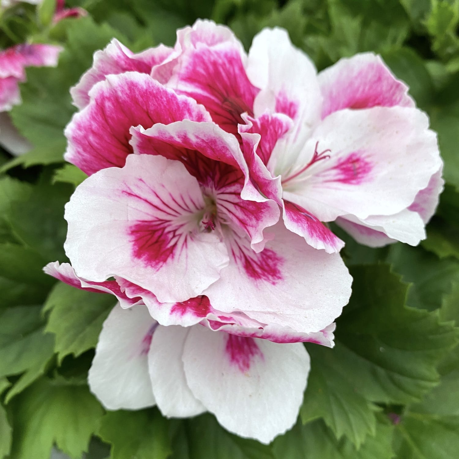 Pelargonium grandiflorum 'Bravo' (English geraniums) – Floraria Secret ...