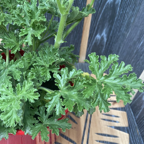 Muscate parfumate antitantari Scented Geranium 'Isko Lemon' (lamaie)
