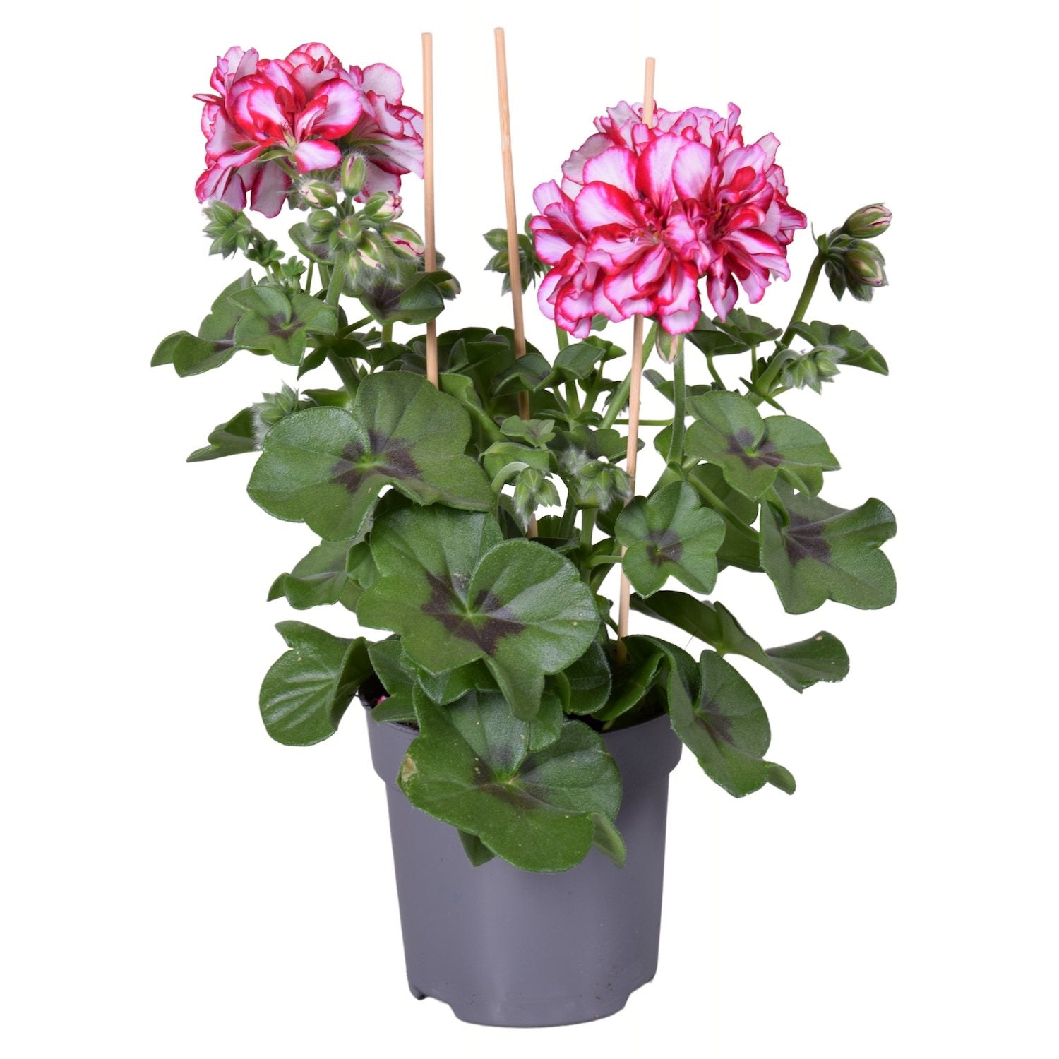 Pelargonium peltatum ‘Longlife Double Rouletta’ - muscata cu flori duble roz cu alb, inflorire indelungata si rezistenta