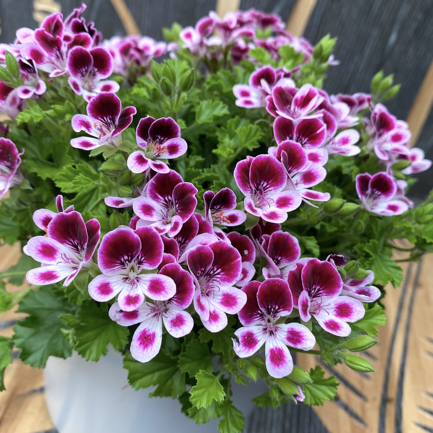 Fragrant mosquito-repellent geraniums - Pelargoniums Angel Nova D12 ...