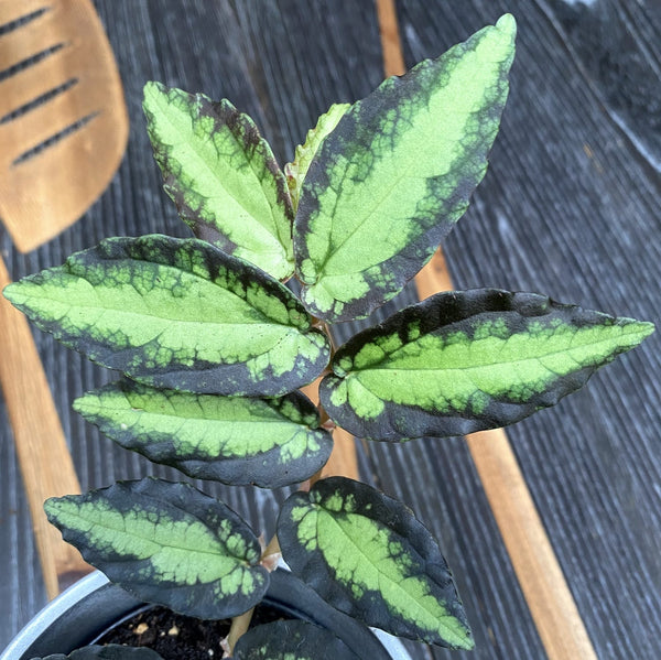 Pellionia Repens (Trailing Watermelon Begonia)
