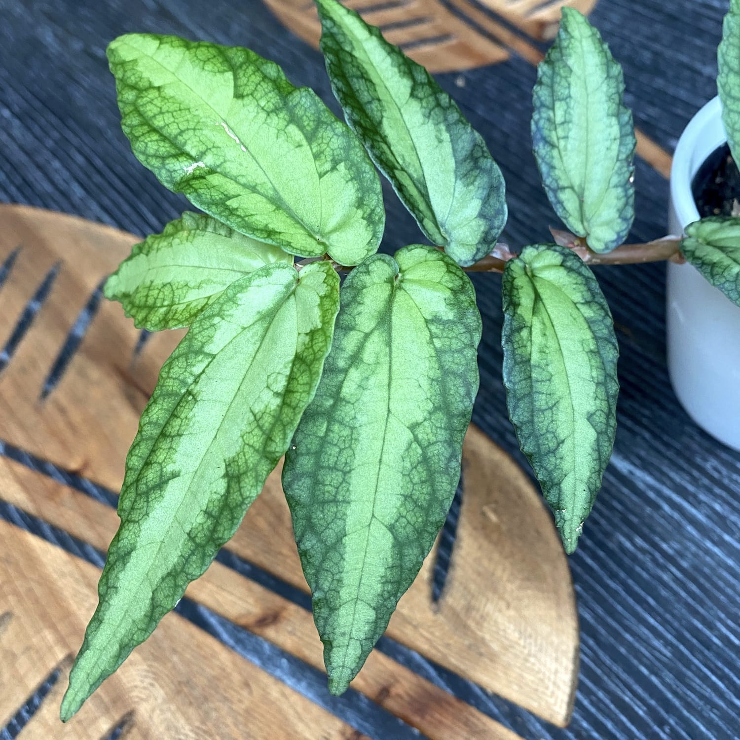 Pellionia Repens (Trailing Watermelon Begonia) D8