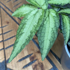 Pellionia Repens (Trailing Watermelon Begonia) D8