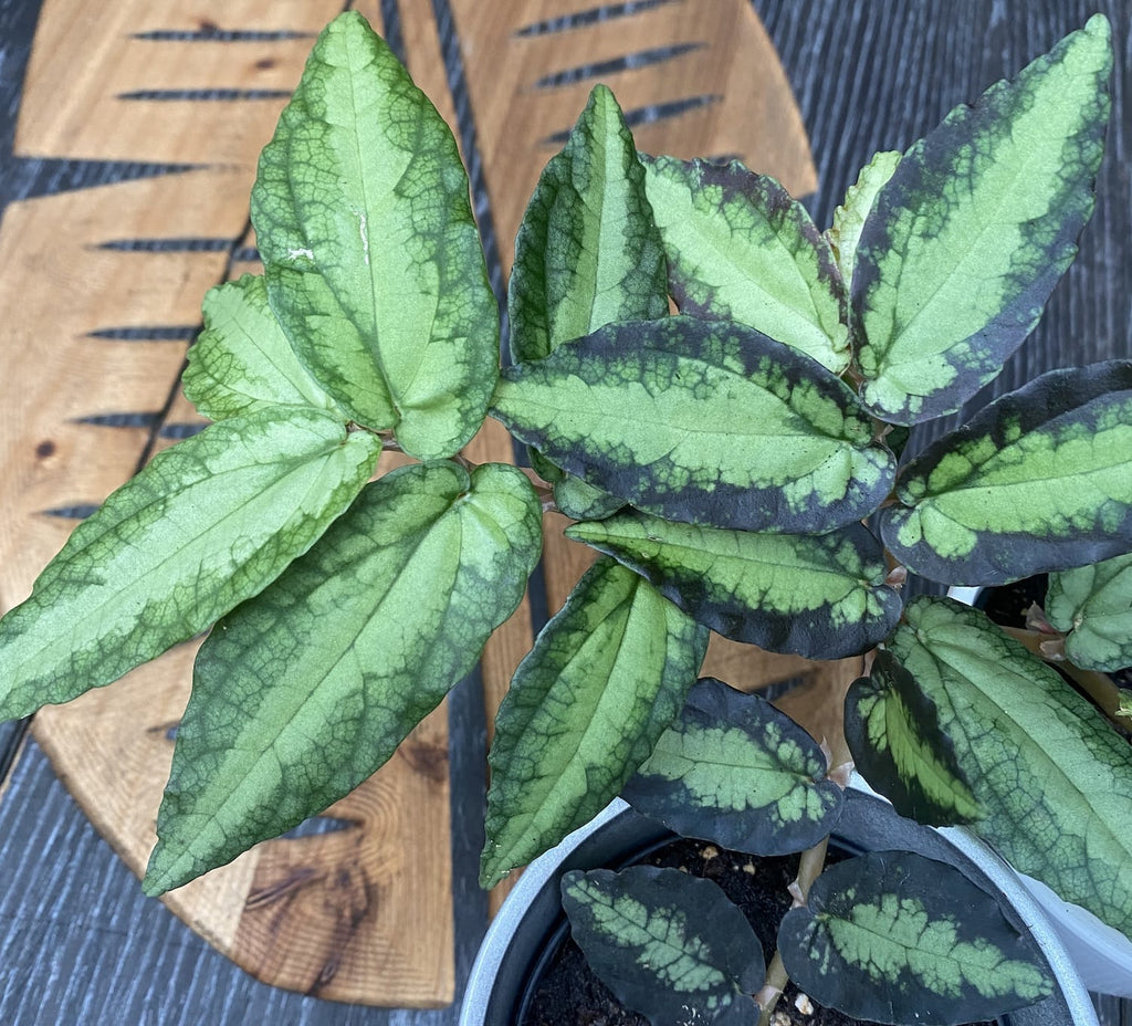 Pellionia Repens (Trailing Watermelon Begonia) D8