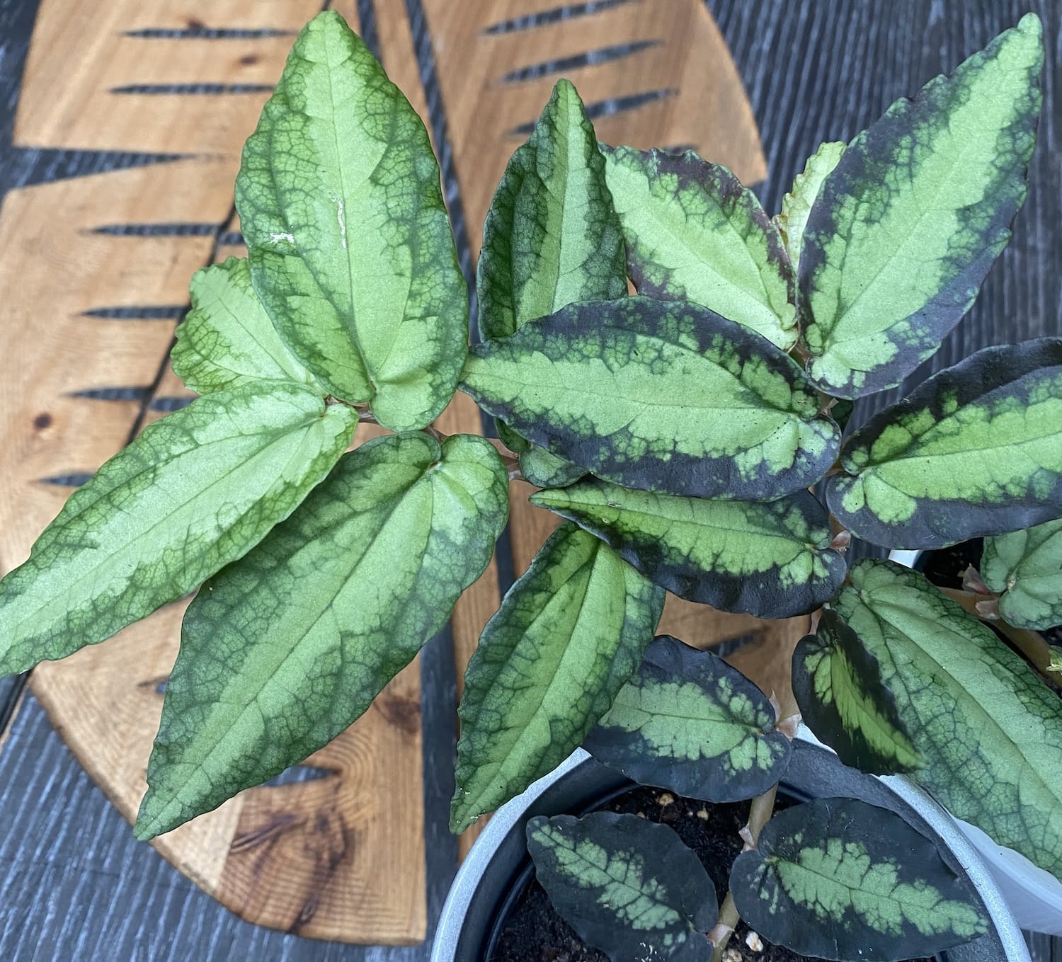 Pellionia Repens (Trailing Watermelon Begonia) D8