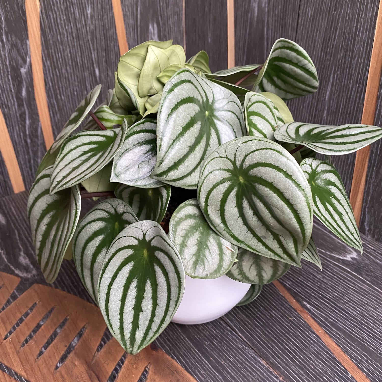 Peperomia Argyreia (meloun) D15