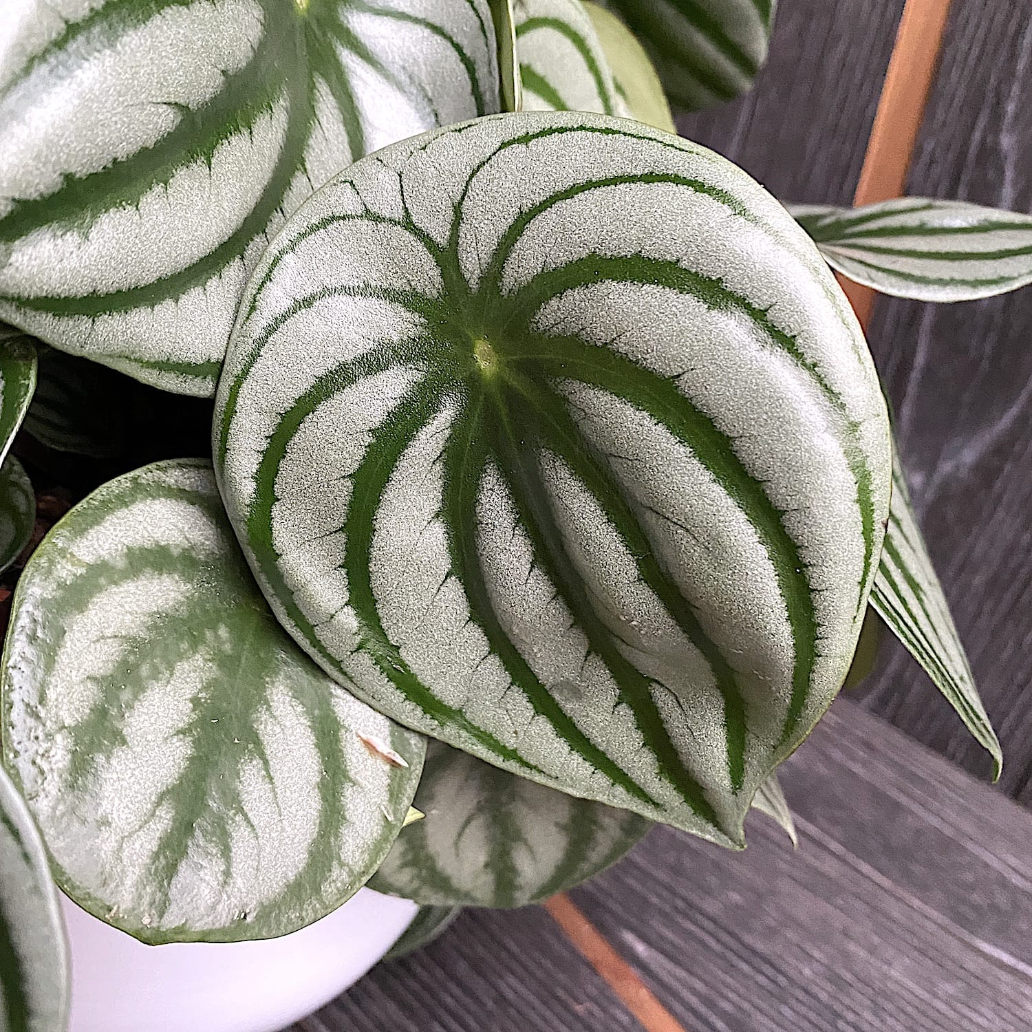 Peperomia Argyreia (watermelon) D15