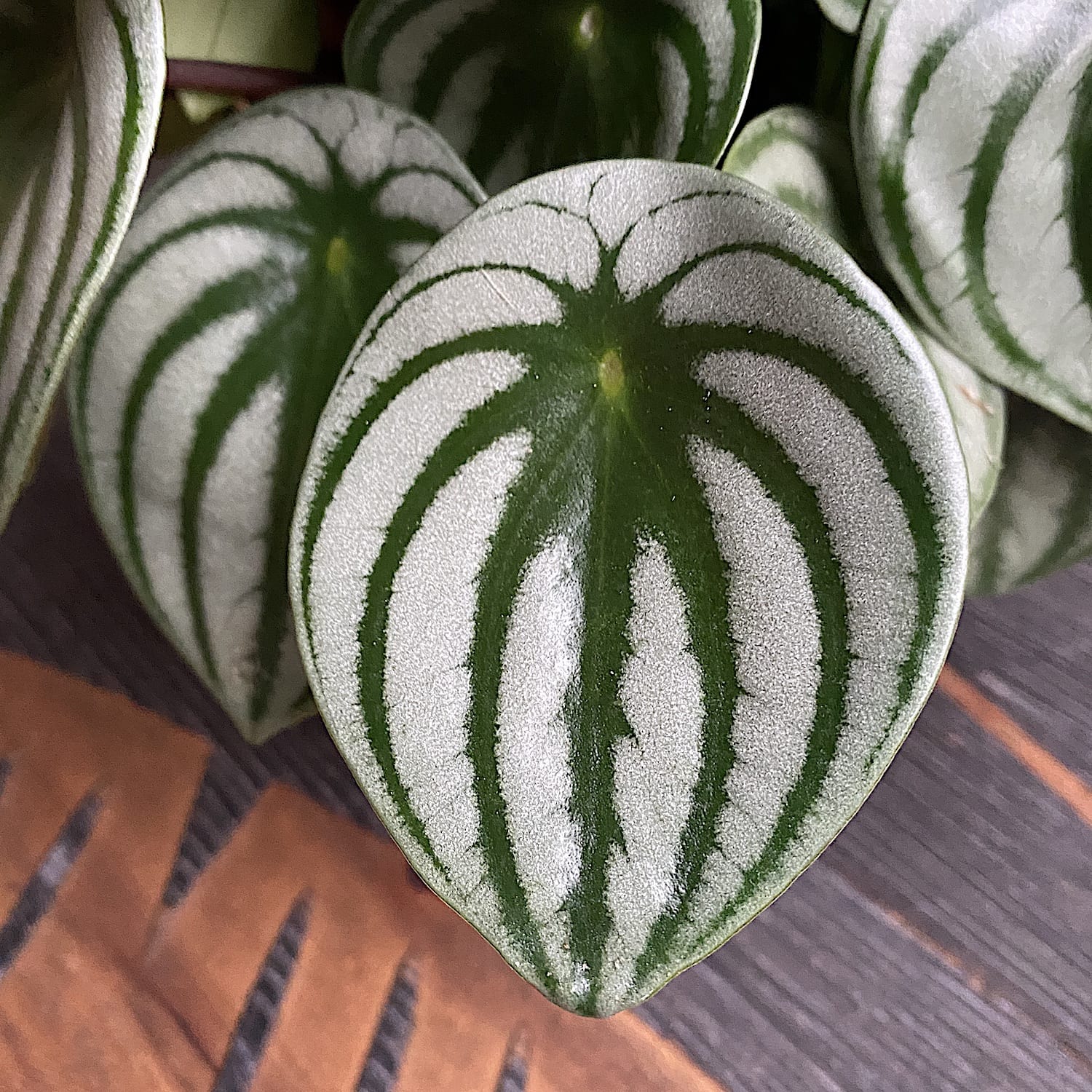 Peperomia Argyreia (meloun) D15