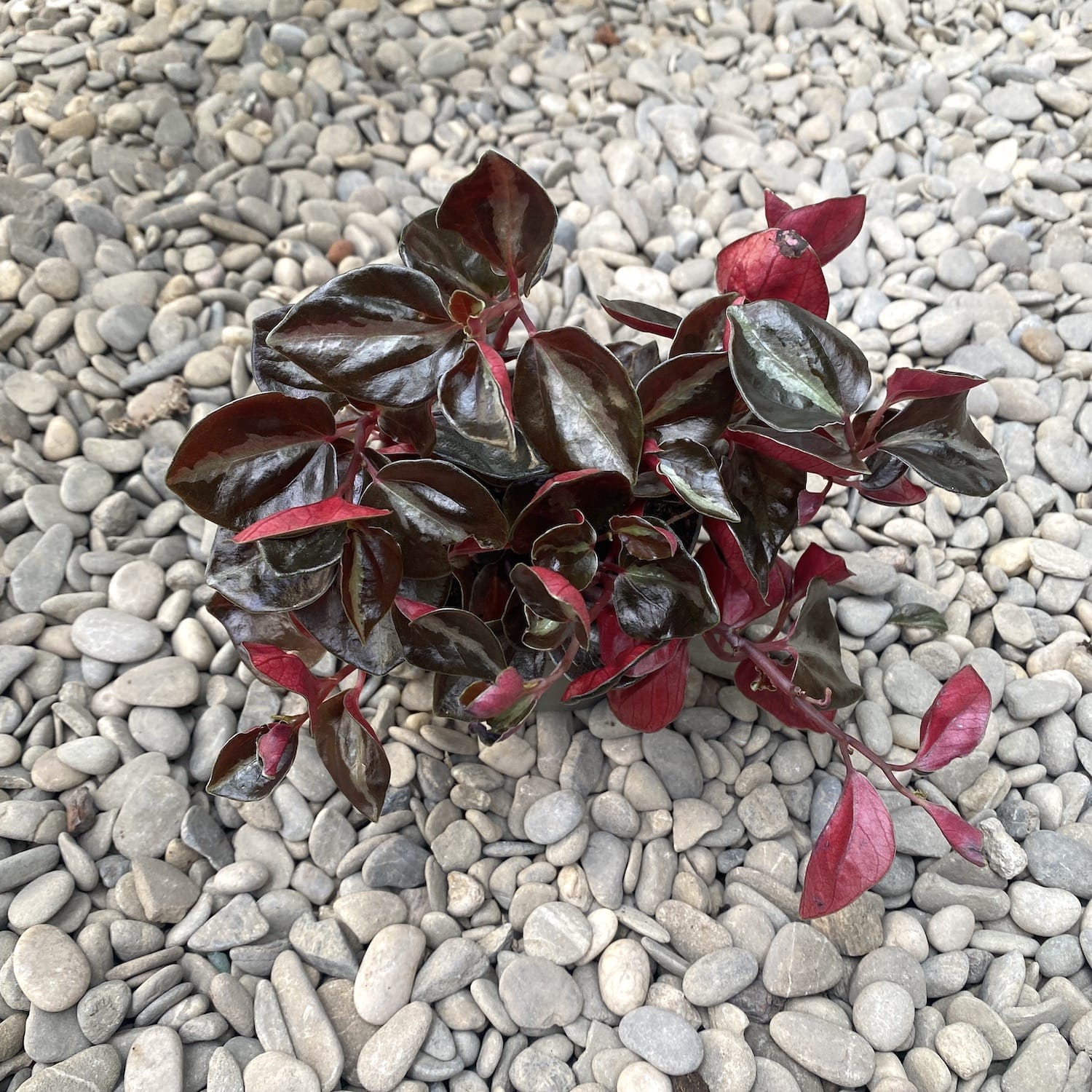 Peperomia columbiana