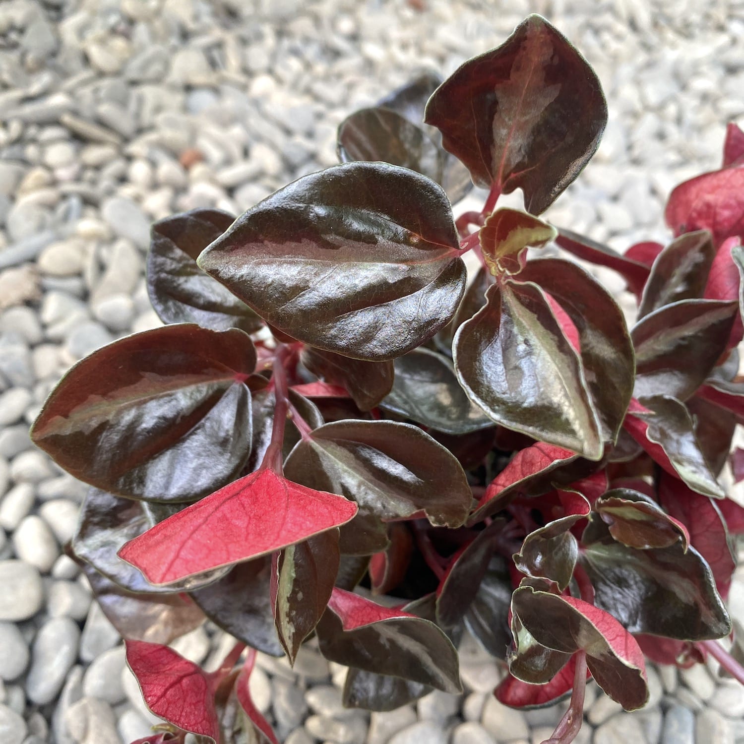 Peperomia columbiana