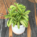 Peperomia Fire Sparks (mladá rastlina)