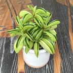 Peperomia Fire Sparks (mladá rastlina)