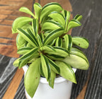 Peperomia Fire Sparks (mladá rastlina)