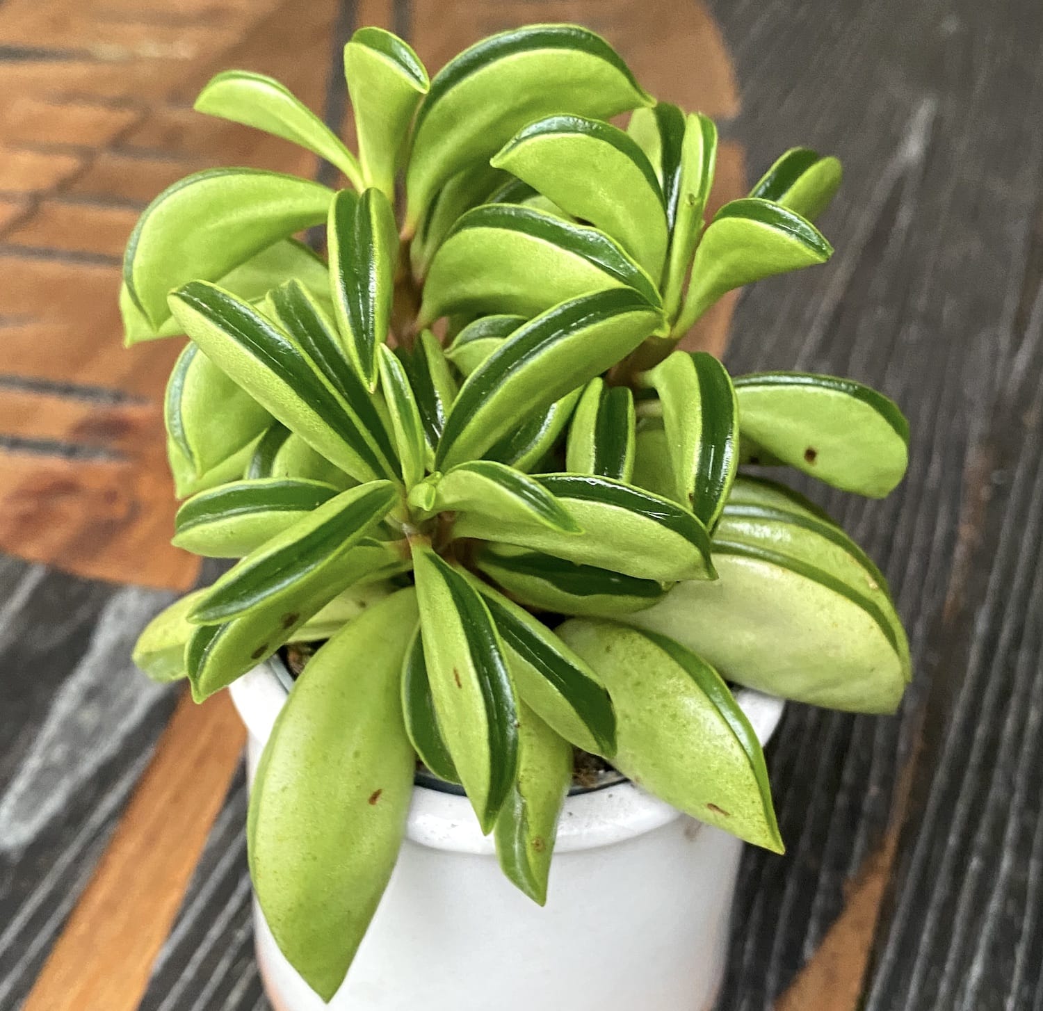 Peperomia Fire Sparks (babyplant)