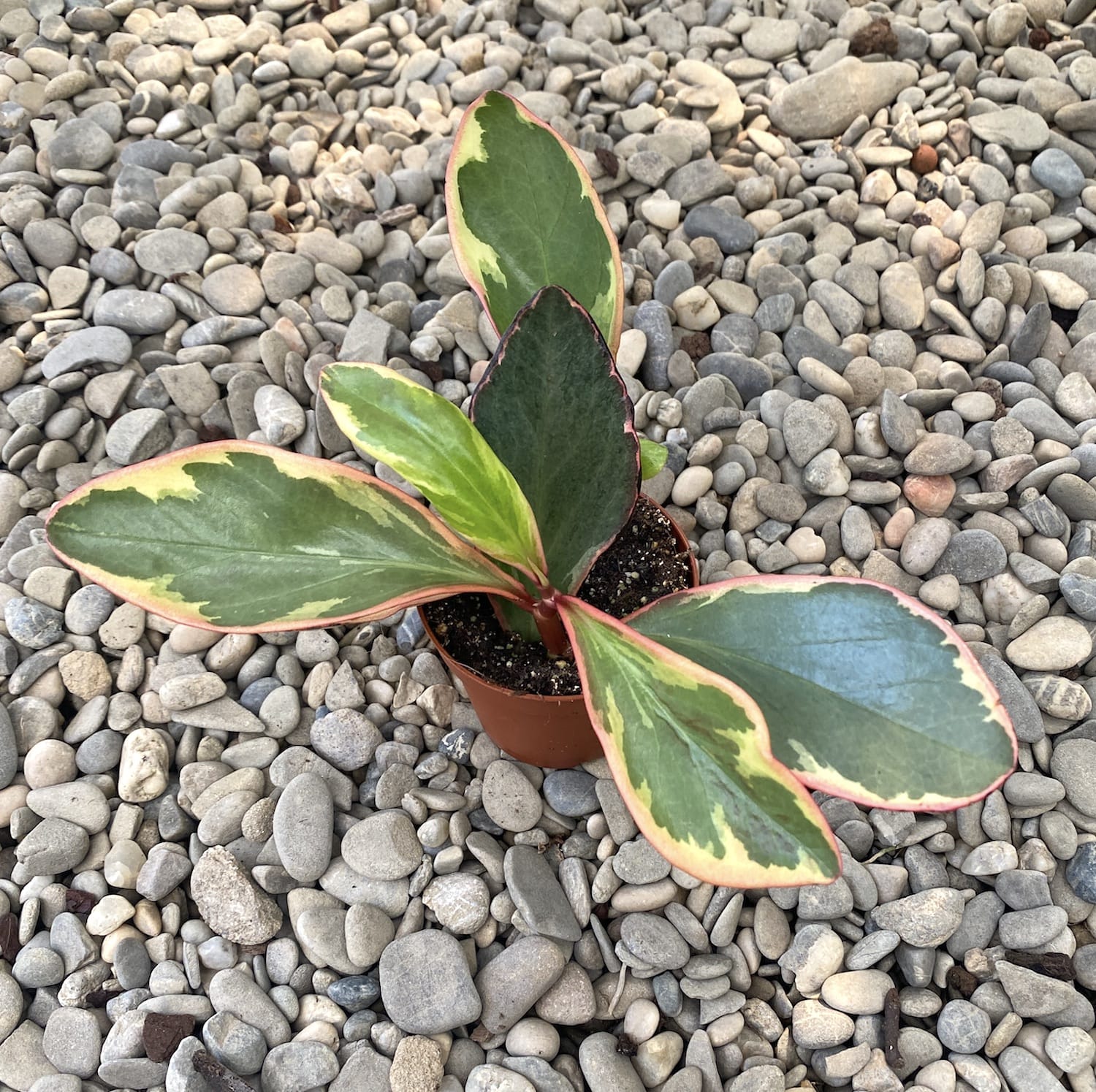Peperomia Ginny (Clusiifolia Jelly)