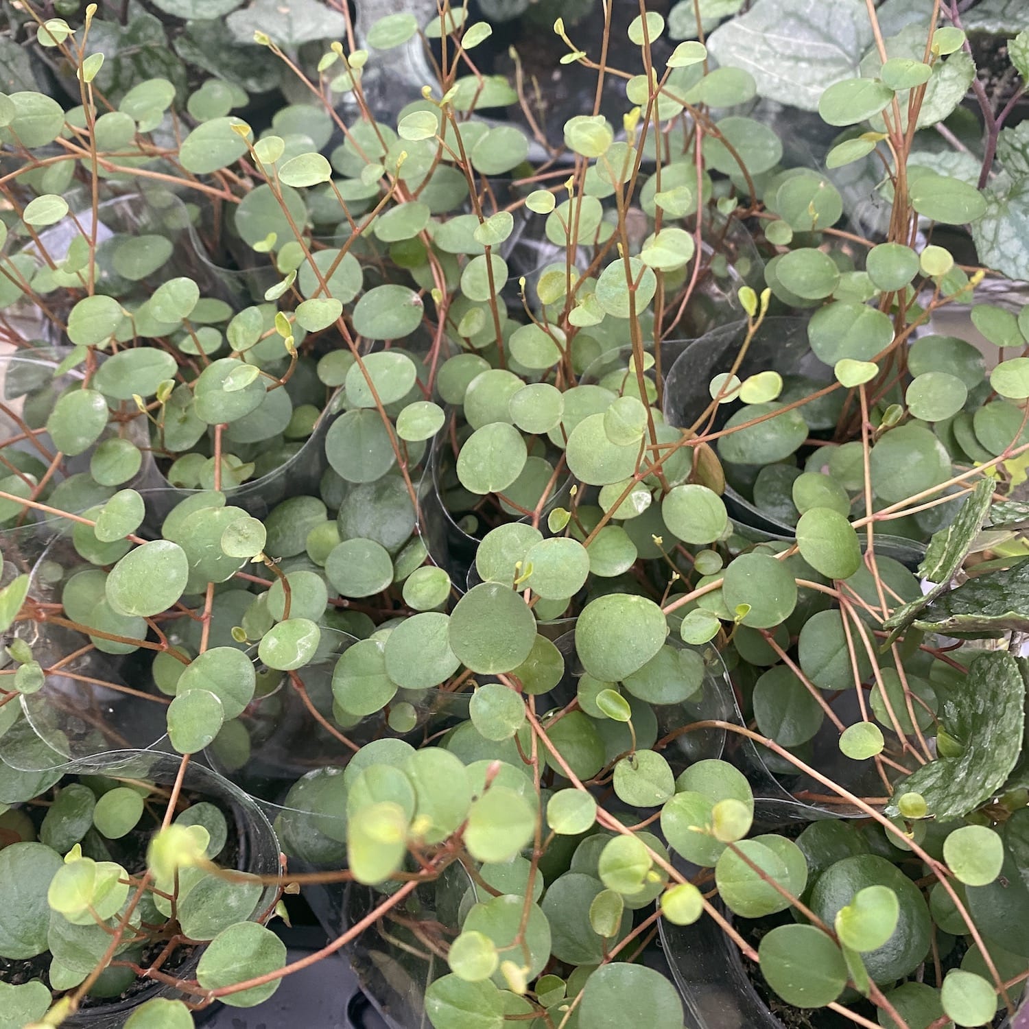 Peperomia Pepperspot (babyplant)