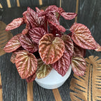 Peperomia caperata 'Quito'