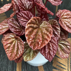 Peperomia caperata 'Quito'