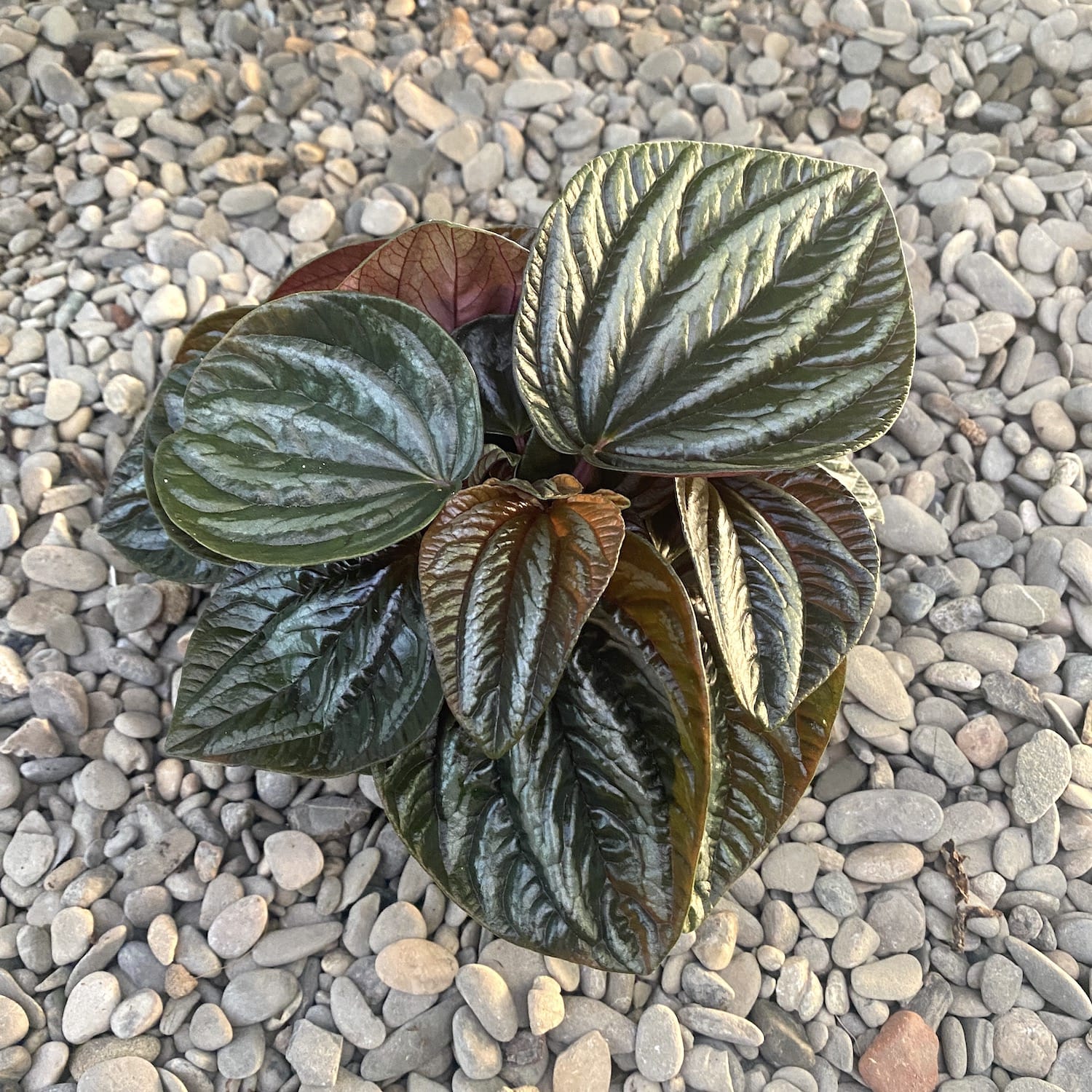 Peperomia Rugosa Ecuador