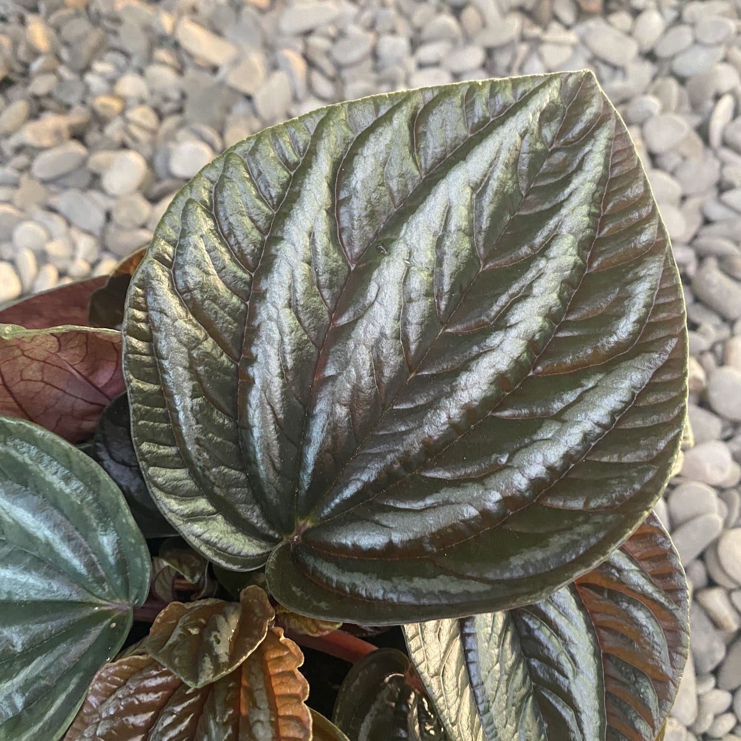 Peperomia Rugosa Ecuador
