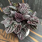 Peperomia caperata Schumi Red (Red Luna)