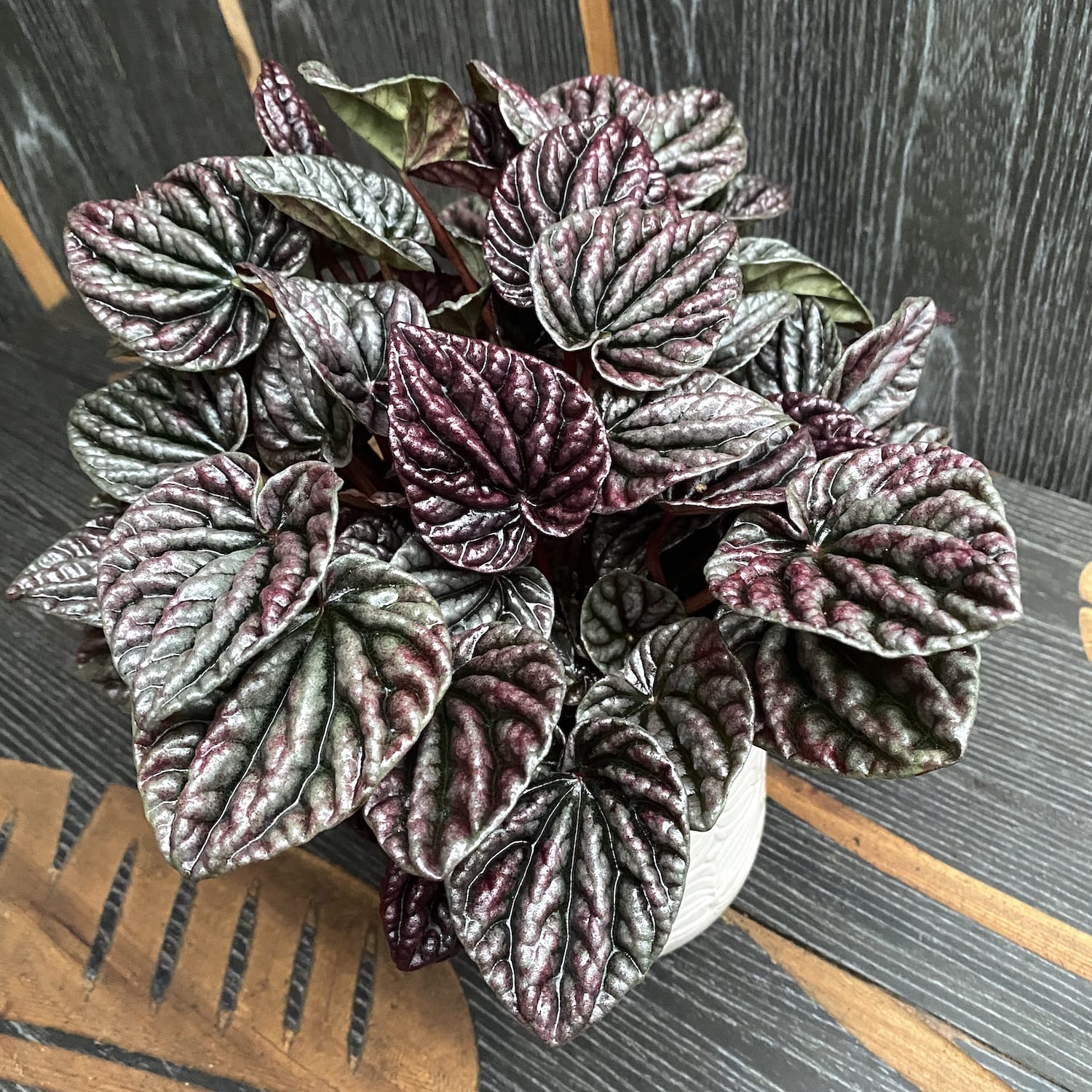 Peperomia caperata Schumi Red (Red Luna)