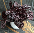 Peperomia caperata Schumi Red (Red Luna)