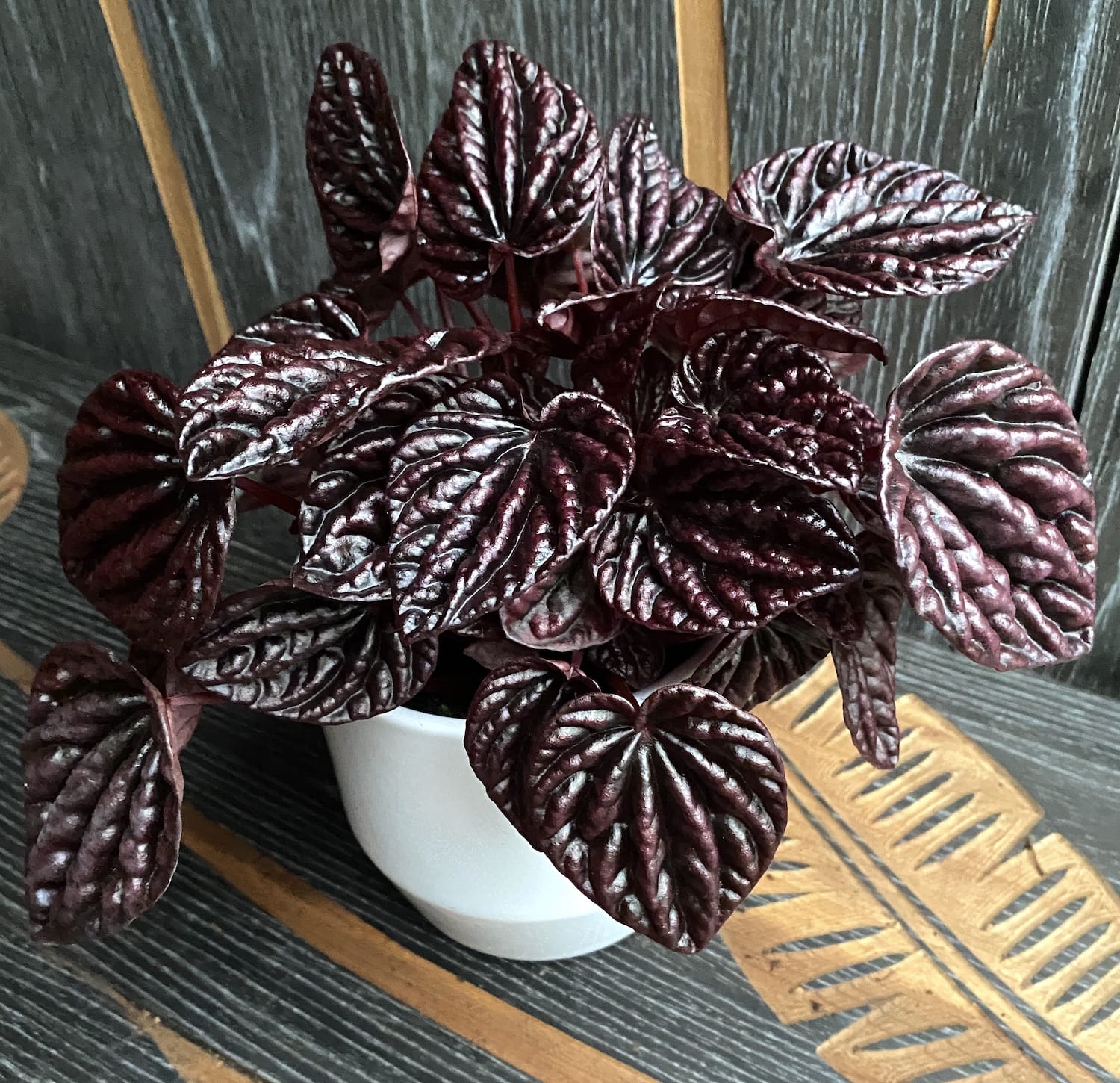 Peperomia caperata Schumi Red (Red Luna)