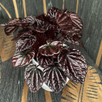 Peperomia caperata Schumi Red (Red Luna)