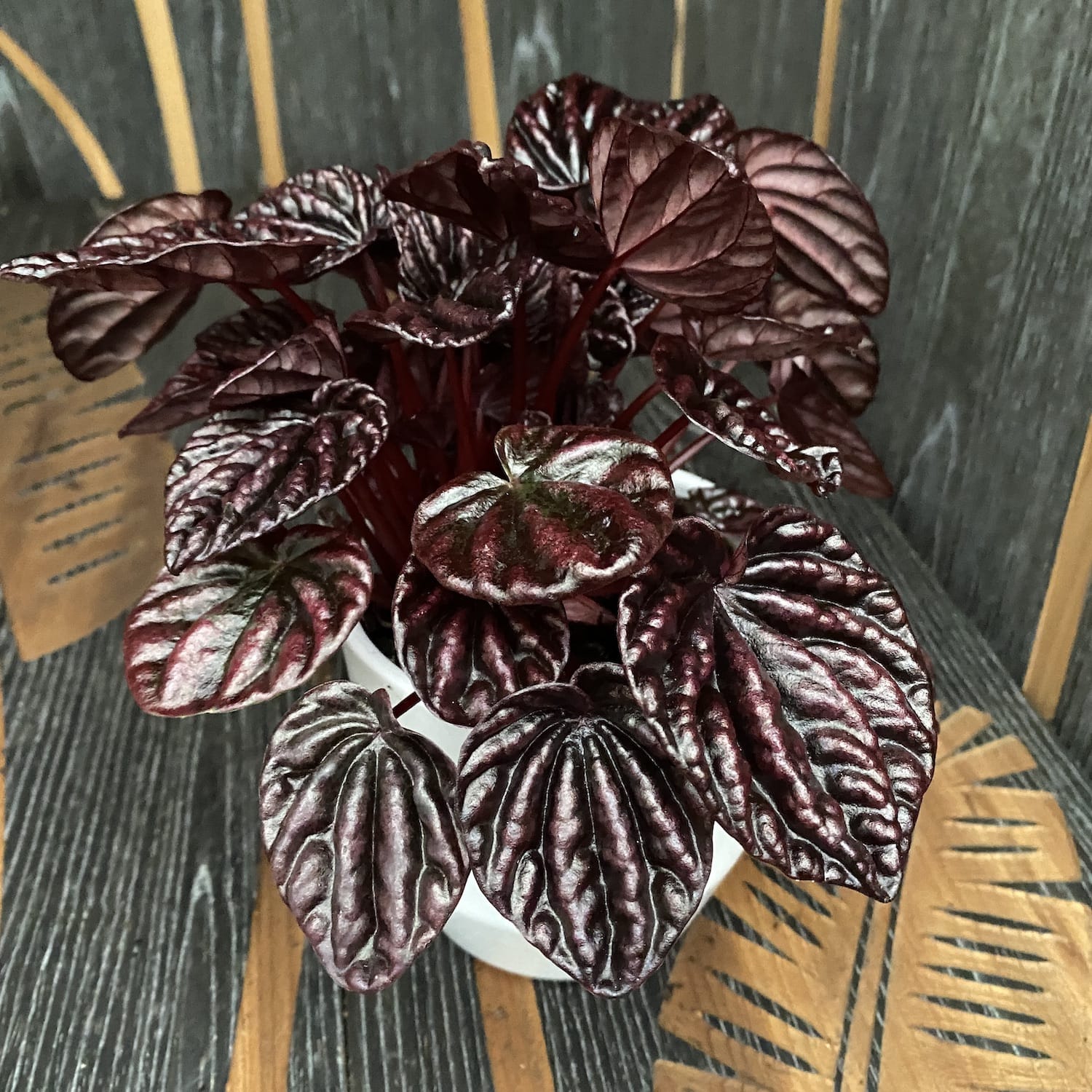 Peperomia caperata Schumi Red (Red Luna)